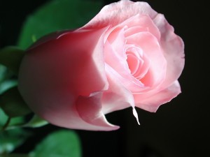 Hermosa rosa color rosa