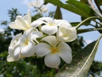 Bella flor blanca de verano