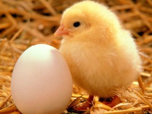 Un huevo y un pollito