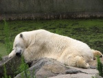 Oso polar durmiendo sobre unas rocas