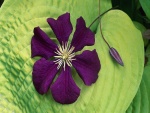 Flor púrpura sobre una hoja