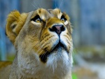 La mirada de una leona