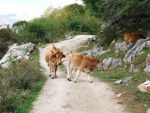 Vaca tras su ternero en un camino de los Picos de Europa (Asturias)