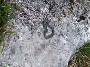 Serpiente gris en los Picos de Europa (Asturias)