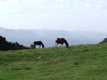Dos caballos pastando con los Picos de Europa de fondo