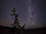 Un árbol seco bajo un cielo cubierto de estrellas