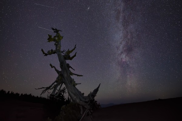 Un árbol seco bajo un cielo cubierto de estrellas