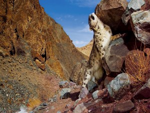 Leopardo de las nieves entre unas rocas