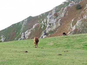 Dos caballos salvajes en un prado verde