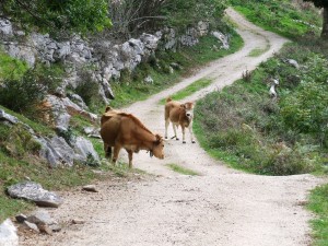 Vacas asturianas en un camino