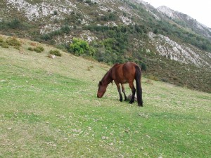 Un caballo marrón pastando en las montañas del Sueve (Asturias)