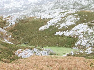Caballos libres en las montañas de los Picos de Europa (Asturias)