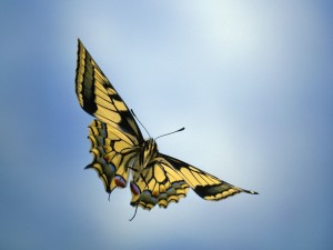 Mariposa volando