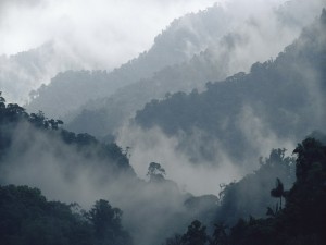 Postal: Niebla cubriendo una selva