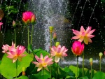 Flores de loto junto a una cascada