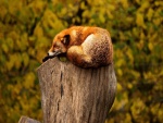 Un zorro dormido sobre el tronco de un árbol