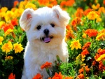Un perro entre flores primaverales