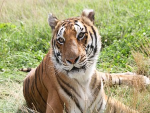 Postal: Un hermoso tigre descansando