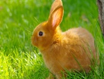 Un lindo conejo sobre la hierba