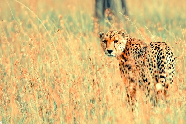 Un guepardo cauteloso