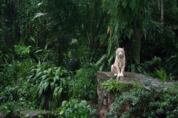 Tigre blanco sentado en una roca