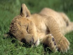 Cachorro de león dormido sobre la hierba