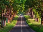 Árboles a ambos lados de una carretera