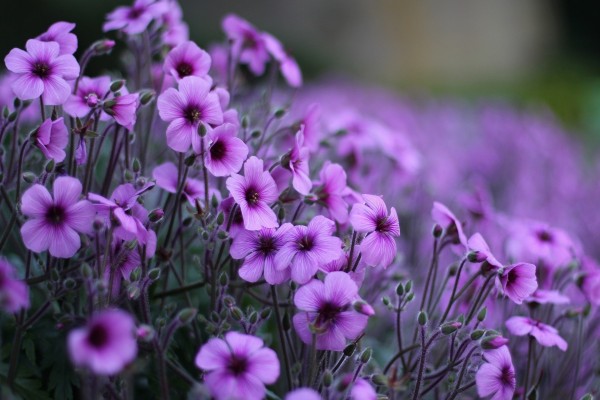 Pequeñas flores silvestres de color violeta