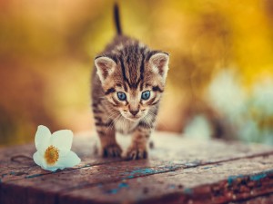 Gatito junto a una flor blanca