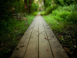Camino de madera en un bosque