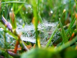 Telaraña con gotas de agua entre la hierba