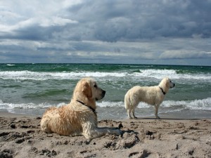 Perros blancos en una playa