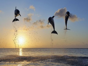 Delfines saltando en las aguas del mar