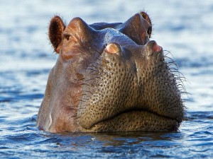 Hipopótamo en el agua