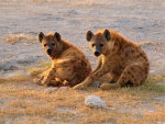 Dos hienas sentadas
