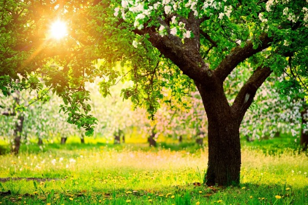 El sol iluminando los árboles en primavera