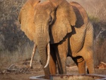 Elefante tomando agua de un pozo
