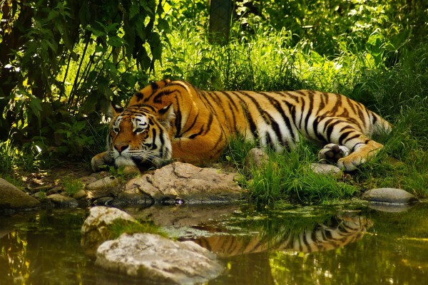 Un gran tigre tumbado junto al agua