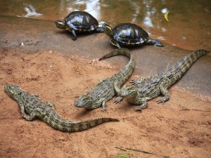Tortugas y cocodrilos