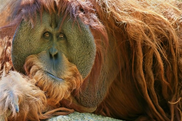 Un orangután con larga melena