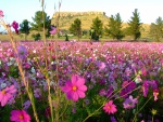 Un hermoso campo de flores silvestres en primavera