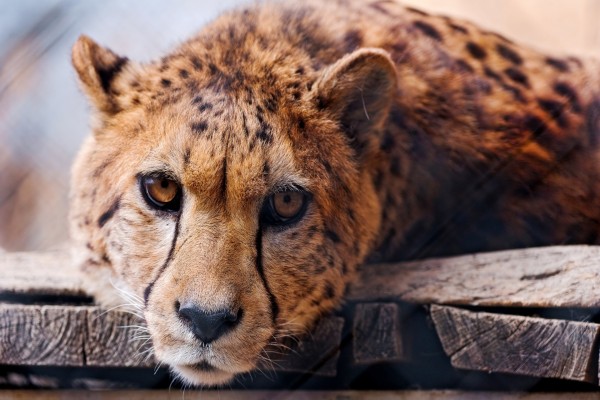 Un guepardo con cara de tristeza
