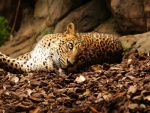 Un leopardo tumbado