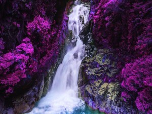 Cascada rodeada de plantas color púrpura