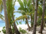 Playa cubierta de palmeras