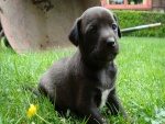 Cachorro negro sobre la hierba