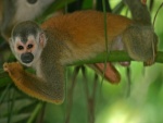 Mono ardilla sobre una rama