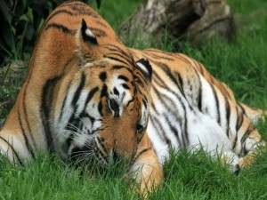 Postal: Tigre comiendo sobre la hierba