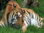 Tigre comiendo sobre la hierba