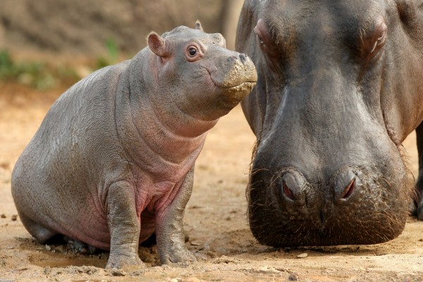 Pequeño hipopótamo junto a su madre